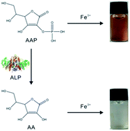 Graphical abstract: A novel alkaline phosphatase assay based on the specific chromogenic interaction between Fe3+ and ascorbic acid 2-phosphate