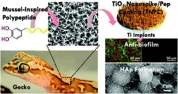Graphical abstract: Antibacterial and hydroxyapatite-forming coating for biomedical implants based on polypeptide-functionalized titania nanospikes