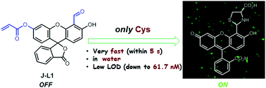 Graphical abstract: A water-soluble dual-site fluorescent probe for the rapid detection of cysteine with high sensitivity and specificity