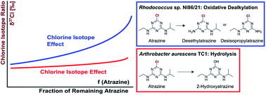 Graphical abstract: Compound-specific chlorine isotope fractionation in biodegradation of atrazine