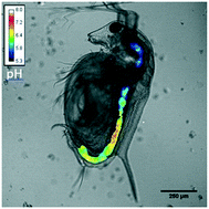 Graphical abstract: Development and application of a ratiometric nanosensor for measuring pH inside the gastrointestinal tract of zooplankton