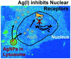 Graphical abstract: Nuclear translocation of silver ions and hepatocyte nuclear receptor impairment upon exposure to silver nanoparticles