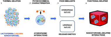 Graphical abstract: Physicochemical characterisation and release behaviour of curcumin-loaded lactoferrin nanohydrogels into food simulants