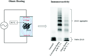 Graphical abstract: Effects of ohmic heating on the immunoreactivity of β-lactoglobulin – a relationship towards structural aspects