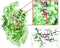 Graphical abstract: Antidiabetic in vitro and in vivo evaluation of cyclodipeptides isolated from Pseudomonas fluorescens IB-MR-66e