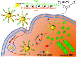 Graphical abstract: A spherical nucleic acid-based two-photon nanoprobe for RNase H activity assay in living cells and tissues