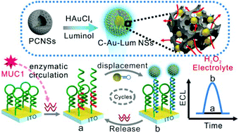 Graphical abstract: Au-Luminol-decorated porous carbon nanospheres for the electrochemiluminescence biosensing of MUC1