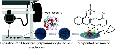 Graphical abstract: Proteinase-sculptured 3D-printed graphene/polylactic acid electrodes as potential biosensing platforms: towards enzymatic modeling of 3D-printed structures