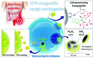 Graphical abstract: Enhanced activity of vancomycin by encapsulation in hybrid magnetic nanoparticles conjugated to a cell-penetrating peptide