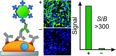 Graphical abstract: Surface design of photon-upconversion nanoparticles for high-contrast immunocytochemistry