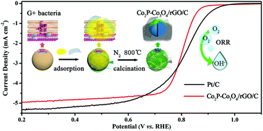 Graphical abstract: Facile in situ fabrication of biomorphic Co2P-Co3O4/rGO/C as an efficient electrocatalyst for the oxygen reduction reaction