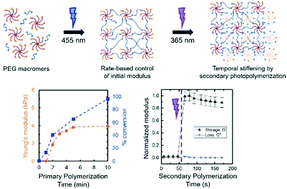 Graphical abstract: Rate-based approach for controlling the mechanical properties of ‘thiol–ene’ hydrogels formed with visible light