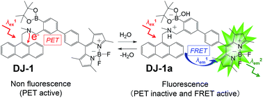 Graphical abstract: Fluorescent sensor for water based on photo-induced electron transfer and Förster resonance energy transfer: anthracene-(aminomethyl)phenylboronic acid ester-BODIPY structure