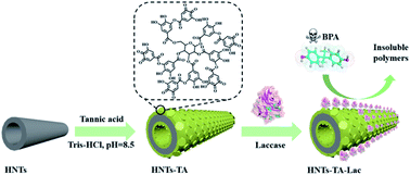 Graphical abstract: Laccase-immobilized tannic acid-mediated surface modification of halloysite nanotubes for efficient bisphenol-A degradation