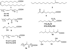 Graphical abstract: Marine unsaturated fatty acids: structures, bioactivities, biosynthesis and benefits