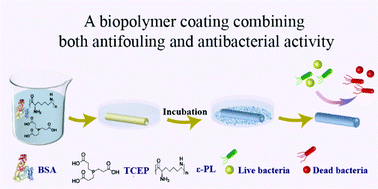 Graphical abstract: Amyloid-like protein aggregates combining antifouling with antibacterial activity