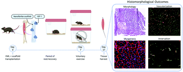 Graphical abstract: Transplantation of insulin-like growth factor-1 laden scaffolds combined with exercise promotes neuroregeneration and angiogenesis in a preclinical muscle injury model