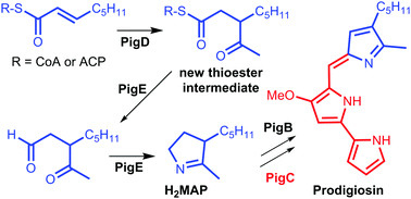 Graphical abstract: Revision in the first steps of the biosynthesis of the red antibiotic prodigiosin: use of a synthetic thioester to validate a new intermediate