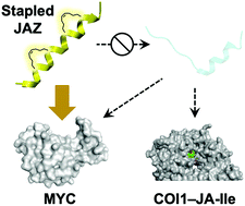 Graphical abstract: Rational design of a stapled JAZ9 peptide inhibiting protein–protein interaction of a plant transcription factor