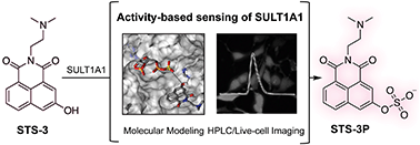 Graphical abstract: An activity-based fluorescent sensor for the detection of the phenol sulfotransferase SULT1A1 in living cells