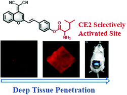 Graphical abstract: Visualization of carboxylesterase 2 with a near-infrared two-photon fluorescent probe and potential evaluation of its anticancer drug effects in an orthotopic colon carcinoma mice model