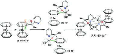 Graphical abstract: Dynamic dimer–monomer equilibrium in a cycloruthenated complex of [Re(η6-C6H6)2]+