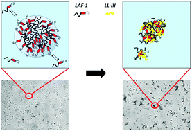 Graphical abstract: Perturbation of liquid droplets of P-granule protein LAF-1 by the antimicrobial peptide LL-III