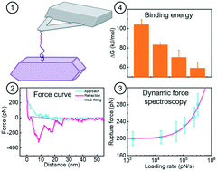 Graphical abstract: Dynamic force spectroscopy for quantifying single-molecule organo–mineral interactions