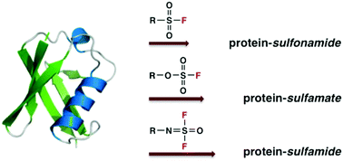 Graphical abstract: On the scope of SuFEx as a bioorthogonal click process