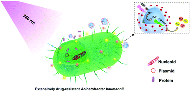 Graphical abstract: Near-infrared-excited upconversion photodynamic therapy of extensively drug-resistant Acinetobacter baumannii based on lanthanide nanoparticles