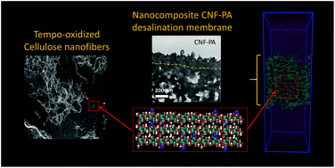 Graphical abstract: Nanocomposite desalination membranes made of aromatic polyamide with cellulose nanofibers: synthesis, performance, and water diffusion study
