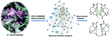 Graphical abstract: Targeted isolation of two disesquiterpenoid macrocephadiolides A and B from Ainsliaea macrocephala using a molecular networking-based dereplication strategy