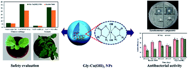 Graphical abstract: Development of glycine-copper(ii) hydroxide nanoparticles with improved biosafety for sustainable plant disease management