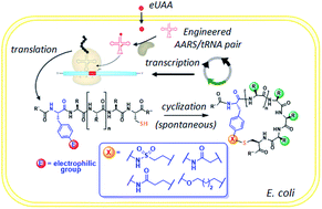 Graphical abstract: Expanded toolbox for directing the biosynthesis of macrocyclic peptides in bacterial cells
