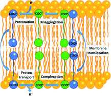 Graphical abstract: Aryl urea substituted fatty acids: a new class of protonophoric mitochondrial uncoupler that utilises a synthetic anion transporter