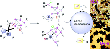 Graphical abstract: Exohedral functionalization vs. core expansion of siliconoids with Group 9 metals: catalytic activity in alkene isomerization