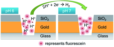 Graphical abstract: Acid–base chemistry at the single ion limit