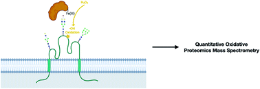 Graphical abstract: Determination of the glycoprotein specificity of lectins on cell membranes through oxidative proteomics