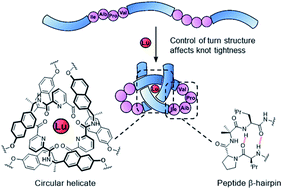 Graphical abstract: Effects of turn-structure on folding and entanglement in artificial molecular overhand knots