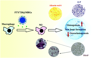 Graphical abstract: Local delivery of FTY720 in mesoporous bioactive glass improves bone regeneration by synergistically immunomodulating osteogenesis and osteoclastogenesis