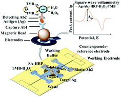 Graphical abstract: An electrochemical method for a rapid and sensitive immunoassay on digital microfluidics with integrated indium tin oxide electrodes coated on a PET film