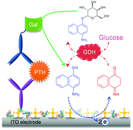 Graphical abstract: Sensitive electrochemical immunosensor using a bienzymatic system consisting of β-galactosidase and glucose dehydrogenase