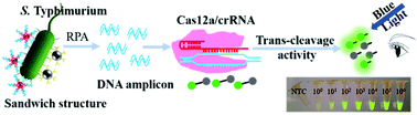 Graphical abstract: Single-digit Salmonella detection with the naked eye using bio-barcode immunoassay coupled with recombinase polymerase amplification and a CRISPR-Cas12a system