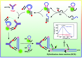 Graphical abstract: Antibody-powered DNA switches to initiate the hybridization chain reaction for the amplified fluorescence immunoassay