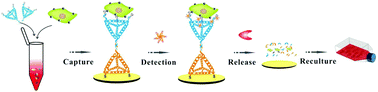 Graphical abstract: A double-tetrahedral DNA framework based electrochemical biosensor for ultrasensitive detection and release of circulating tumor cells