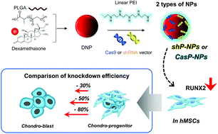 Graphical abstract: Efficient CRISPR-Cas9-based knockdown of RUNX2 to induce chondrogenic differentiation of stem cells