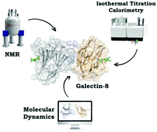 Graphical abstract: The two domains of human galectin-8 bind sialyl- and fucose-containing oligosaccharides in an independent manner. A 3D view by using NMR