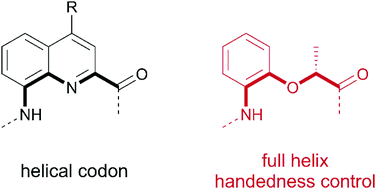 Graphical abstract: Quantitative helix handedness bias through a single H vs. CH3 stereochemical differentiation