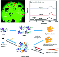 Graphical abstract: The distinct binding modes of pesticides affect the phase transitions of lysozyme