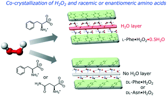 Graphical abstract: Efficient capturing of hydrogen peroxide in dilute aqueous solution by co-crystallization with amino acids